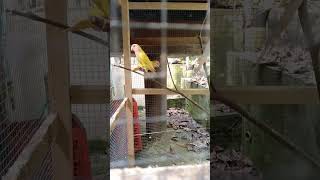 Im singing with love birds amp cockatoos birdsanctuary DMAFARM songbird highlight [upl. by Alcott500]