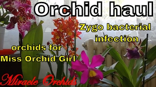 Orchid haul  zygopetalum problems amp orchids for Miss Orchid Girl [upl. by Leede873]