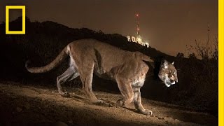 Cougars From the Mountains to Hollywood  Nat Geo Live [upl. by Bohannon629]