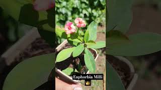 Euphorbia Milli 👑 EuphorbiaMilii CrownOfThorns Succulent Houseplant SpinyPlant ColorfulFlowers [upl. by Basile231]