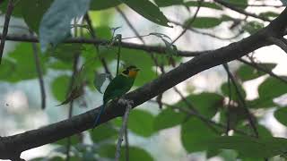 Longtail Broadbill [upl. by Anicnarf]