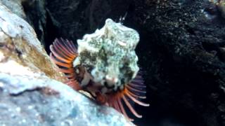 Sailfin sculpin  Nautichthys oculofasciatus  eyebanded sailor fish [upl. by Sum]