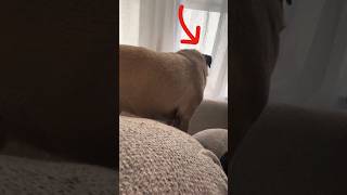 Dog starts screaming out of Nowhere  The end is crazy 😆😅 [upl. by Nyllij]