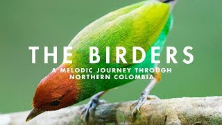 THE BIRDERS  A Melodic Journey through Northern Colombia [upl. by Rutan]