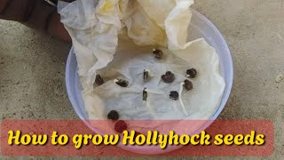 New Method for growing hollyhock  how to grow Hollyhock plant [upl. by Euphemiah]