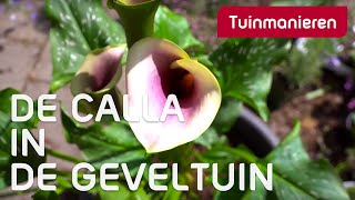 De Calla of Zantedeschia mooie kelkbloem voor terras of geveltuin  Tuinmanieren [upl. by Anirehtac820]