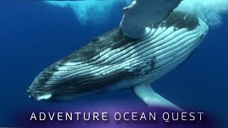 ► Adventure Ocean Quest  The Giants of Rurutu FULL Documentary [upl. by Yaned912]