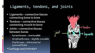 Bio 130  Skeletomuscular System Lesson Video 1 [upl. by Hilar]