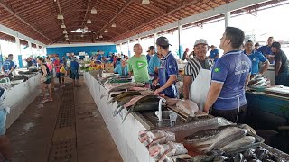 PEIXE🐟 UMA COMIDA TÍPICA DA AMAZÔNIA [upl. by Aisek664]