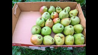 Kieffer Pear Harvest 2020 [upl. by Eustacia337]