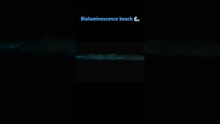 bioluminescence chennai beach palavakkam neelankarai amazing nature bluebeach [upl. by Ann366]