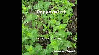 From Headaches to IBS How Peppermint Can Transform Your Health PeppermintBenefitsHerbalRemedies [upl. by Aset]