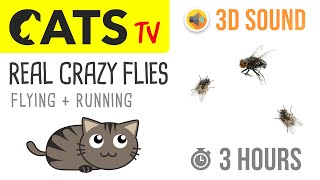 CATS TV  REAL Crazy FLIES 🪰 3 HOURS Game for Cats to Watch [upl. by Siuqaj]