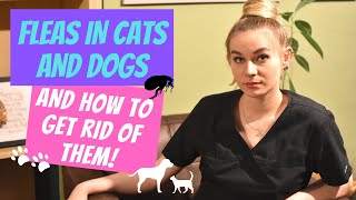 Fleas in dogs and cats and how to get rid of them Flea infestation explained by a vet [upl. by Jaine]