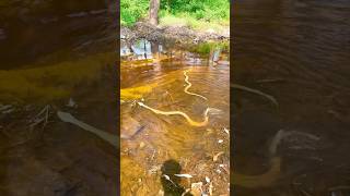 Russell viper snake 🐍😱 snake bahadurrdx shortsvideo shorts reelsvideo shortsviral rescue [upl. by Yrrum]