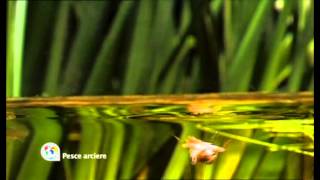 Pesce Arciere  Naturalmente Ep 6 trailer [upl. by Livvyy630]