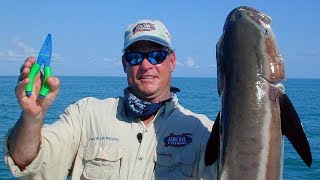 Monster Cobia Fishing in the Gulf off Chokoloskee Everglades Florida [upl. by Yecad834]