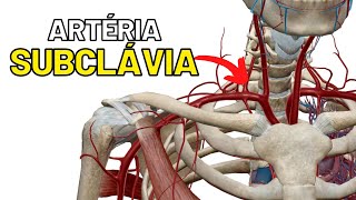 Artéria SUBCLÁVIA Limites ramos e trajeto ANGIOLOGIA  Aula de Anatomia humana grátis e fácil [upl. by Eivets]