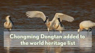 Chongming Dongtan added to the world heritage list [upl. by Shellans]