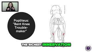 Another Differential for Hindlimb Lameness the Popliteus Muscle with Dr Narda Robinson CuraCore [upl. by Moraj587]