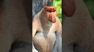 wild Animals  Amazing Facts About the Proboscis Monkey [upl. by Marjana]