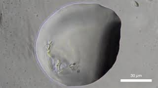 Repeated melting and recrystallization by fast temperature changes right in a microscope [upl. by Foy]