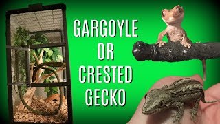 HOW TO SET UP A GARGOYLE OR CRESTED GECKO CAGE [upl. by Ermengarde444]