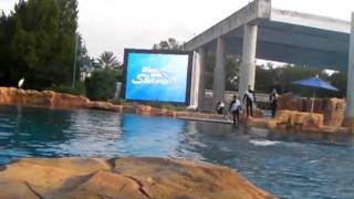 Dine With Shamu Tilikum Orlando Florida [upl. by Nnaear]