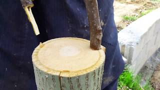 Cevizde Kalem Aşı Uygulaması  How to Bark Grafting Technique on Walnut Tree [upl. by Willis]