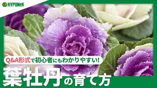 ☘23 葉牡丹（ハボタン）の育て方｜品種や苗選びのコツは？植えつけ方法や栽培方法をご紹介｜【PlantiaQampA】植物の情報、育て方をQampA形式でご紹介 [upl. by Ahrat836]