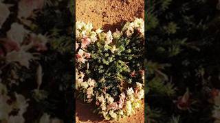 Incredibly Rare Wreath Flowers Wow Tourists in Australia 20240921 [upl. by Fulmis]