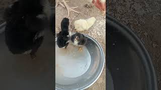 murghi ky bachy pani pety apny maa sy youtubeshorts shorts foryou forsale bird [upl. by Fawcette]