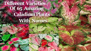 Caladium varieties with their names Gabi  Gabi Plantcaladium [upl. by Heuser]