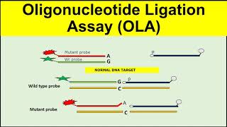 Oligonucleotide Ligation AssayOLA [upl. by Molloy]