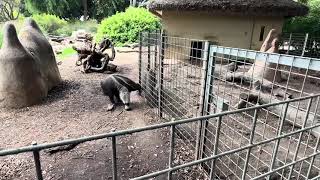 Anteaters at the Santa Ana Zoo June 2024 [upl. by Clintock]