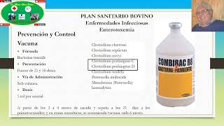 Plan Sanitario Bovino para Enfermedades Infecciosas Enterotoxemia [upl. by Kurzawa]