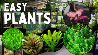 These 12 Aquarium Plants are the Easiest to Grow [upl. by Spencer]