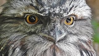 Tawny Frogmouth [upl. by Eentroc]