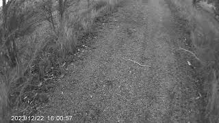 legless lizard north queensland [upl. by Llirred]