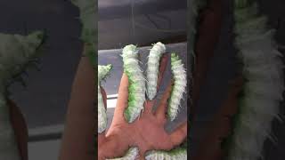 Huge atlas moth Caterpillars [upl. by Ocinom]