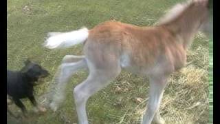 haflinger foal kicks dog [upl. by Susejedairam]