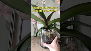 данапротасова orchideenpflege орхидеи orchideen [upl. by Tennies838]