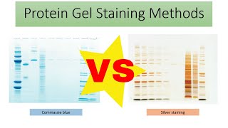 Protein gel staining methods coomassie blue vs silver staining  protein gel electrophoresis 7 [upl. by Aisatsan]