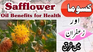 Safflower Cultivation Safflower vs Saffron Kusuma Cultivation Safflower seeds oil benefits [upl. by Roux839]