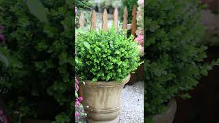 🌿✨Sprinter® Boxwood Buxus [upl. by Stedman683]