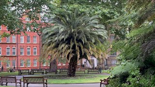 Massive Canary Island Date Palm in London [upl. by Ayamahs]