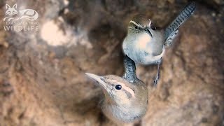 Nesting Bewicks wrens Part One  Nest construction [upl. by Dnomyad]