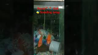 Parrot 🦜🦜 fish 🐠 breeding start mrmubarakworld aquariumf petvelog Parrot fish breeding [upl. by Oinimreh]