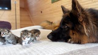 Kittens Snuggle Up to Their German Shepherd to Fall Asleep [upl. by Niuq971]