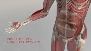 Brachioradialis Function Elbow Flex 3D Animation [upl. by Naerb70]